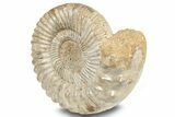 Jurassic Ammonite (Kranosphinctes?) Fossil - Madagascar #253205-2
